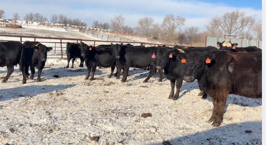 3-6 yr old, great cattle, great price, calve March 1 May 31!- BC1208C5